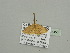  ( - BC ZSM Lep 93455)  @13 [ ] CreativeCommons - Attribution Non-Commercial Share-Alike (2016) SNSB, Staatliche Naturwissenschaftliche Sammlungen Bayerns ZSM (SNSB, Zoologische Staatssammlung Muenchen)