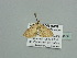  (Scopula acidaliaAH01Ca - BC ZSM Lep 93456)  @12 [ ] CreativeCommons - Attribution Non-Commercial Share-Alike (2016) SNSB, Staatliche Naturwissenschaftliche Sammlungen Bayerns ZSM (SNSB, Zoologische Staatssammlung Muenchen)