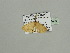  ( - BC ZSM Lep 93458)  @12 [ ] CreativeCommons - Attribution Non-Commercial Share-Alike (2016) SNSB, Staatliche Naturwissenschaftliche Sammlungen Bayerns ZSM (SNSB, Zoologische Staatssammlung Muenchen)