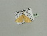  (Scopula plionocentra - BC ZSM Lep 93459)  @13 [ ] CreativeCommons - Attribution Non-Commercial Share-Alike (2016) SNSB, Staatliche Naturwissenschaftliche Sammlungen Bayerns ZSM (SNSB, Zoologische Staatssammlung Muenchen)