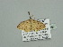  (Scopula acidaliaAH03Ca - BC ZSM Lep 93462)  @12 [ ] CreativeCommons - Attribution Non-Commercial Share-Alike (2016) SNSB, Staatliche Naturwissenschaftliche Sammlungen Bayerns ZSM (SNSB, Zoologische Staatssammlung Muenchen)