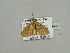  ( - BC ZSM Lep 93463)  @12 [ ] CreativeCommons - Attribution Non-Commercial Share-Alike (2016) SNSB, Staatliche Naturwissenschaftliche Sammlungen Bayerns ZSM (SNSB, Zoologische Staatssammlung Muenchen)