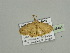  (Scopula acidaliaAH04Ca - BC ZSM Lep 93464)  @13 [ ] CreativeCommons - Attribution Non-Commercial Share-Alike (2016) SNSB, Staatliche Naturwissenschaftliche Sammlungen Bayerns ZSM (SNSB, Zoologische Staatssammlung Muenchen)