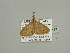  (Scopula acidaliaAH06Ca - BC ZSM Lep 93467)  @12 [ ] CreativeCommons - Attribution Non-Commercial Share-Alike (2016) SNSB, Staatliche Naturwissenschaftliche Sammlungen Bayerns ZSM (SNSB, Zoologische Staatssammlung Muenchen)