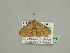  (Scopula recurvata - BC ZSM Lep 93468)  @13 [ ] CreativeCommons - Attribution Non-Commercial Share-Alike (2016) SNSB, Staatliche Naturwissenschaftliche Sammlungen Bayerns ZSM (SNSB, Zoologische Staatssammlung Muenchen)