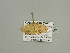  (Scopula AH33GhCa - BC ZSM Lep 93473)  @13 [ ] CreativeCommons - Attribution Non-Commercial Share-Alike (2016) SNSB, Staatliche Naturwissenschaftliche Sammlungen Bayerns ZSM (SNSB, Zoologische Staatssammlung Muenchen)