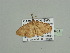  (Scopula camerunimontis - BC ZSM Lep 93481)  @13 [ ] CreativeCommons - Attribution Non-Commercial Share-Alike (2016) SNSB, Staatliche Naturwissenschaftliche Sammlungen Bayerns ZSM (SNSB, Zoologische Staatssammlung Muenchen)
