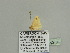 ( - BC ZSM Lep 93486)  @12 [ ] CreativeCommons - Attribution Non-Commercial Share-Alike (2016) SNSB, Staatliche Naturwissenschaftliche Sammlungen Bayerns ZSM (SNSB, Zoologische Staatssammlung Muenchen)