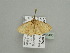  (Scopula plionocentraAH02Ca - BC ZSM Lep 93490)  @13 [ ] CreativeCommons - Attribution Non-Commercial Share-Alike (2016) SNSB, Staatliche Naturwissenschaftliche Sammlungen Bayerns ZSM (SNSB, Zoologische Staatssammlung Muenchen)