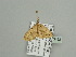  (Scopula kounden - BC ZSM Lep 93492)  @12 [ ] CreativeCommons - Attribution Non-Commercial Share-Alike (2016) SNSB, Staatliche Naturwissenschaftliche Sammlungen Bayerns ZSM (SNSB, Zoologische Staatssammlung Muenchen)