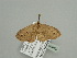  ( - BC ZSM Lep 93493)  @13 [ ] CreativeCommons - Attribution Non-Commercial Share-Alike (2016) SNSB, Staatliche Naturwissenschaftliche Sammlungen Bayerns ZSM (SNSB, Zoologische Staatssammlung Muenchen)
