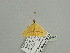  ( - BC ZSM Lep 93496)  @11 [ ] CreativeCommons - Attribution Non-Commercial Share-Alike (2016) SNSB, Staatliche Naturwissenschaftliche Sammlungen Bayerns ZSM (SNSB, Zoologische Staatssammlung Muenchen)