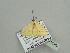  (Scopula laevipennis - BC ZSM Lep 93499)  @12 [ ] CreativeCommons - Attribution Non-Commercial Share-Alike (2016) SNSB, Staatliche Naturwissenschaftliche Sammlungen Bayerns ZSM (SNSB, Zoologische Staatssammlung Muenchen)