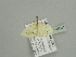  (Scopula AH14Ca - BC ZSM Lep 93504)  @13 [ ] CreativeCommons - Attribution Non-Commercial Share-Alike (2016) SNSB, Staatliche Naturwissenschaftliche Sammlungen Bayerns ZSM (SNSB, Zoologische Staatssammlung Muenchen)