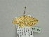  ( - BC ZSM Lep 93505)  @12 [ ] CreativeCommons - Attribution Non-Commercial Share-Alike (2016) SNSB, Staatliche Naturwissenschaftliche Sammlungen Bayerns ZSM (SNSB, Zoologische Staatssammlung Muenchen)