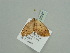  (Scopula AH16Ca - BC ZSM Lep 93506)  @13 [ ] CreativeCommons - Attribution Non-Commercial Share-Alike (2016) SNSB, Staatliche Naturwissenschaftliche Sammlungen Bayerns ZSM (SNSB, Zoologische Staatssammlung Muenchen)