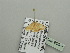  (Idaea AH10GhCa - BC ZSM Lep 93508)  @12 [ ] CreativeCommons - Attribution Non-Commercial Share-Alike (2016) SNSB, Staatliche Naturwissenschaftliche Sammlungen Bayerns ZSM (SNSB, Zoologische Staatssammlung Muenchen)