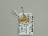  (Idaea AH07GhCa - BC ZSM Lep 93516)  @12 [ ] CreativeCommons - Attribution Non-Commercial Share-Alike (2016) SNSB, Staatliche Naturwissenschaftliche Sammlungen Bayerns ZSM (SNSB, Zoologische Staatssammlung Muenchen)