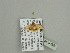  (Idaea purpurascens - BC ZSM Lep 93520)  @13 [ ] CreativeCommons - Attribution Non-Commercial Share-Alike (2016) SNSB, Staatliche Naturwissenschaftliche Sammlungen Bayerns ZSM (SNSB, Zoologische Staatssammlung Muenchen)