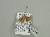  ( - BC ZSM Lep 93526)  @12 [ ] CreativeCommons - Attribution Non-Commercial Share-Alike (2016) SNSB, Staatliche Naturwissenschaftliche Sammlungen Bayerns ZSM (SNSB, Zoologische Staatssammlung Muenchen)
