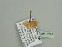  ( - BC ZSM Lep 93527)  @13 [ ] CreativeCommons - Attribution Non-Commercial Share-Alike (2016) SNSB, Staatliche Naturwissenschaftliche Sammlungen Bayerns ZSM (SNSB, Zoologische Staatssammlung Muenchen)