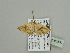  (Eois AH01GhCa - BC ZSM Lep 93531)  @13 [ ] CreativeCommons - Attribution Non-Commercial Share-Alike (2016) SNSB, Staatliche Naturwissenschaftliche Sammlungen Bayerns ZSM (SNSB, Zoologische Staatssammlung Muenchen)
