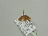  (Chrysocraspeda AH02Ca - BC ZSM Lep 93535)  @13 [ ] CreativeCommons - Attribution Non-Commercial Share-Alike (2016) SNSB, Staatliche Naturwissenschaftliche Sammlungen Bayerns ZSM (SNSB, Zoologische Staatssammlung Muenchen)