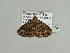  ( - BC ZSM Lep 93538)  @12 [ ] CreativeCommons - Attribution Non-Commercial Share-Alike (2016) SNSB, Staatliche Naturwissenschaftliche Sammlungen Bayerns ZSM (SNSB, Zoologische Staatssammlung Muenchen)