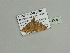  (Eois perfuscaAH01Ca - BC ZSM Lep 93565)  @12 [ ] CreativeCommons - Attribution Non-Commercial Share-Alike (2016) SNSB, Staatliche Naturwissenschaftliche Sammlungen Bayerns ZSM (SNSB, Zoologische Staatssammlung Muenchen)