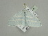  (Trimetopia AH02Ca - BC ZSM Lep 93578)  @13 [ ] CreativeCommons - Attribution Non-Commercial Share-Alike (2016) SNSB, Staatliche Naturwissenschaftliche Sammlungen Bayerns ZSM (SNSB, Zoologische Staatssammlung Muenchen)