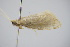  ( - BC ZSM Lep 91697)  @12 [ ] CreativeCommons - Attribution Non-Commercial Share-Alike (2016) SNSB, Staatliche Naturwissenschaftliche Sammlungen Bayerns ZSM (SNSB, Zoologische Staatssammlung Muenchen)