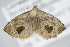  ( - BC ZSM Lep 91711)  @13 [ ] CreativeCommons - Attribution Non-Commercial Share-Alike (2016) SNSB, Staatliche Naturwissenschaftliche Sammlungen Bayerns ZSM (SNSB, Zoologische Staatssammlung Muenchen)