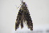  ( - BC ZSM Lep 91721)  @12 [ ] CreativeCommons - Attribution Non-Commercial Share-Alike (2016) SNSB, Staatliche Naturwissenschaftliche Sammlungen Bayerns ZSM (SNSB, Zoologische Staatssammlung Muenchen)