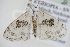  ( - BC ZSM Lep 91730)  @13 [ ] CreativeCommons - Attribution Non-Commercial Share-Alike (2016) SNSB, Staatliche Naturwissenschaftliche Sammlungen Bayerns ZSM (SNSB, Zoologische Staatssammlung Muenchen)