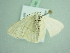 ( - BC ZSM Lep 91733)  @12 [ ] CreativeCommons - Attribution Non-Commercial Share-Alike (2016) SNSB, Staatliche Naturwissenschaftliche Sammlungen Bayerns ZSM (SNSB, Zoologische Staatssammlung Muenchen)