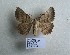  ( - BC ZSM Lep 91776)  @11 [ ] CreativeCommons - Attribution Non-Commercial Share-Alike (2016) SNSB, Staatliche Naturwissenschaftliche Sammlungen Bayerns ZSM (SNSB, Zoologische Staatssammlung Muenchen)