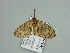  (Lobidiopteryx letouzeyi - BC ZSM Lep 93590)  @12 [ ] CreativeCommons - Attribution Non-Commercial Share-Alike (2016) SNSB, Staatliche Naturwissenschaftliche Sammlungen Bayerns ZSM (SNSB, Zoologische Staatssammlung Muenchen)