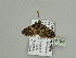  ( - BC ZSM Lep 93593)  @13 [ ] CreativeCommons - Attribution Non-Commercial Share-Alike (2016) SNSB, Staatliche Naturwissenschaftliche Sammlungen Bayerns ZSM (SNSB, Zoologische Staatssammlung Muenchen)