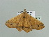  (Miantochora fletcheriAH01Ca - BC ZSM Lep 93645)  @13 [ ] CreativeCommons - Attribution Non-Commercial Share-Alike (2016) SNSB, Staatliche Naturwissenschaftliche Sammlungen Bayerns ZSM (SNSB, Zoologische Staatssammlung Muenchen)