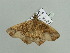  (Miantochora gumppenbergi - BC ZSM Lep 93647)  @13 [ ] CreativeCommons - Attribution Non-Commercial Share-Alike (2016) SNSB, Staatliche Naturwissenschaftliche Sammlungen Bayerns ZSM (SNSB, Zoologische Staatssammlung Muenchen)