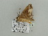  ( - BC ZSM Lep 93648)  @12 [ ] CreativeCommons - Attribution Non-Commercial Share-Alike (2016) SNSB, Staatliche Naturwissenschaftliche Sammlungen Bayerns ZSM (SNSB, Zoologische Staatssammlung Muenchen)