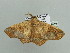  ( - BC ZSM Lep 93649)  @14 [ ] CreativeCommons - Attribution Non-Commercial Share-Alike (2016) SNSB, Staatliche Naturwissenschaftliche Sammlungen Bayerns ZSM (SNSB, Zoologische Staatssammlung Muenchen)