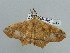  ( - BC ZSM Lep 93650)  @14 [ ] CreativeCommons - Attribution Non-Commercial Share-Alike (2016) SNSB, Staatliche Naturwissenschaftliche Sammlungen Bayerns ZSM (SNSB, Zoologische Staatssammlung Muenchen)
