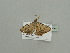  ( - BC ZSM Lep 93662)  @12 [ ] CreativeCommons - Attribution Non-Commercial Share-Alike (2016) SNSB, Staatliche Naturwissenschaftliche Sammlungen Bayerns ZSM (SNSB, Zoologische Staatssammlung Muenchen)