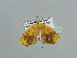  ( - BC ZSM Lep 93674)  @12 [ ] CreativeCommons - Attribution Non-Commercial Share-Alike (2016) SNSB, Staatliche Naturwissenschaftliche Sammlungen Bayerns ZSM (SNSB, Zoologische Staatssammlung Muenchen)