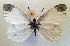 (Leptidea juvernica - BC ZSM Lep 94058)  @14 [ ] CreativeCommons - Attribution Non-Commercial Share-Alike (2016) SNSB, Staatliche Naturwissenschaftliche Sammlungen Bayerns ZSM (SNSB, Zoologische Staatssammlung Muenchen)