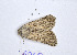  (Diadochia saca - BC ZSM Lep 94085)  @13 [ ] CreativeCommons - Attribution Non-Commercial Share-Alike (2016) SNSB, Staatliche Naturwissenschaftliche Sammlungen Bayerns ZSM (SNSB, Zoologische Staatssammlung Muenchen)