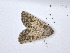  (Diadochia esurialis - BC ZSM Lep 94087)  @13 [ ] CreativeCommons - Attribution Non-Commercial Share-Alike (2016) SNSB, Staatliche Naturwissenschaftliche Sammlungen Bayerns ZSM (SNSB, Zoologische Staatssammlung Muenchen)