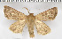  (Cerapteryx megala megala - BC ZSM Lep 94089)  @13 [ ] CreativeCommons - Attribution Non-Commercial Share-Alike (2016) SNSB, Staatliche Naturwissenschaftliche Sammlungen Bayerns ZSM (SNSB, Zoologische Staatssammlung Muenchen)