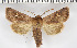  (Cerapteryx megala - BC ZSM Lep 94090)  @13 [ ] CreativeCommons - Attribution Non-Commercial Share-Alike (2016) SNSB, Staatliche Naturwissenschaftliche Sammlungen Bayerns ZSM (SNSB, Zoologische Staatssammlung Muenchen)